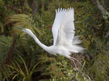White Heron Sanctuary Tours