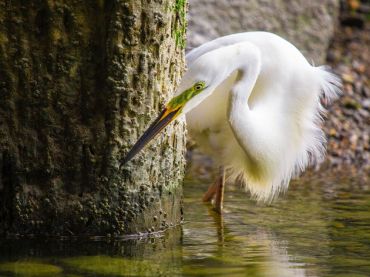 Nature & Bird Watching